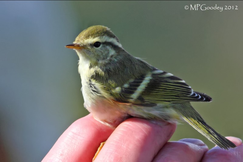 Yellow-browed Warbler