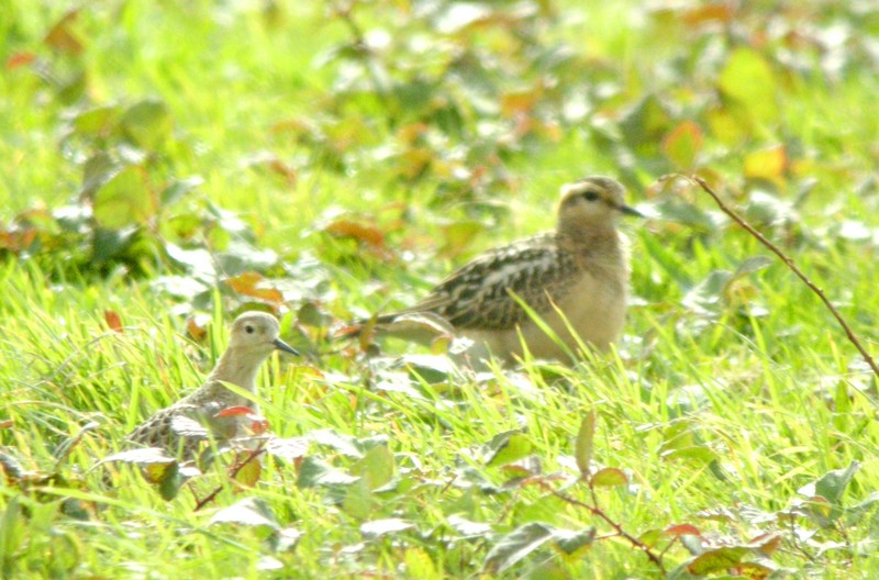 Buff-breasted Sandpiper