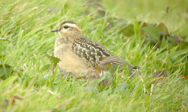 Dotterel