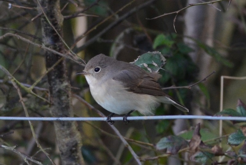 Red-breasted Flycatcher
