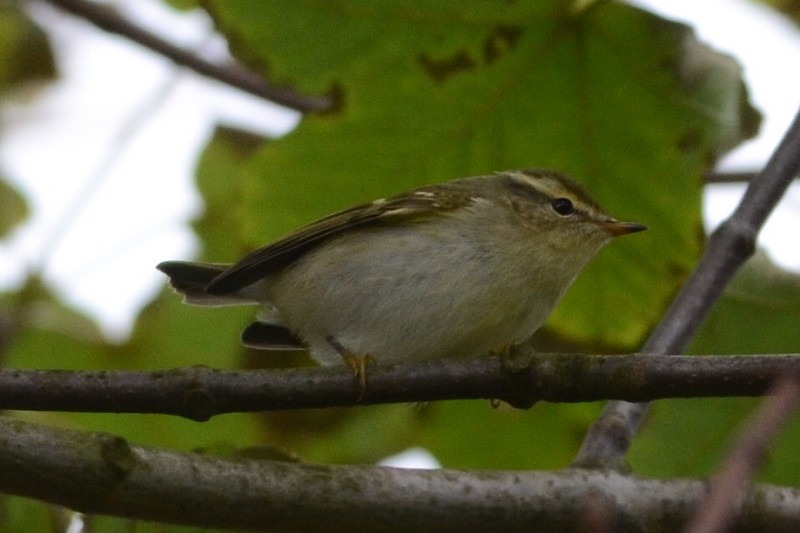 Yellow-browed Warbler