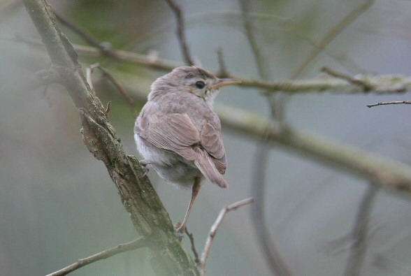 Booted Warbler