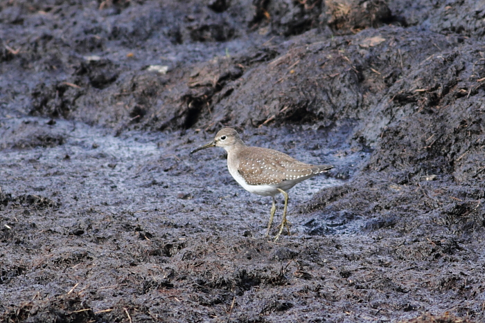Solitary Sandpiper