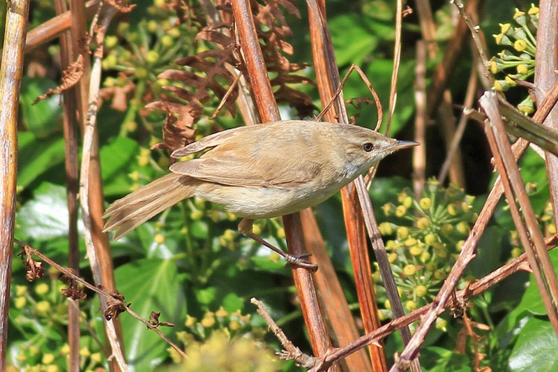 Paddyfield Warbler