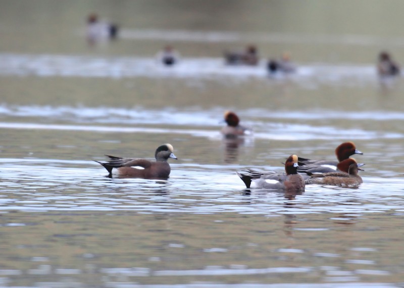 American Wigeon