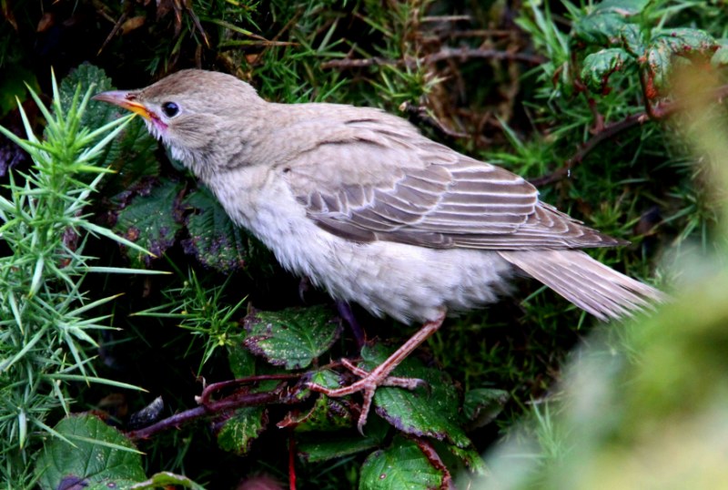 Rose-coloured Starling