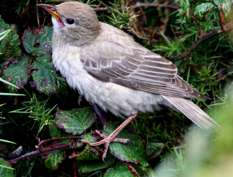 Rose-coloured Starling