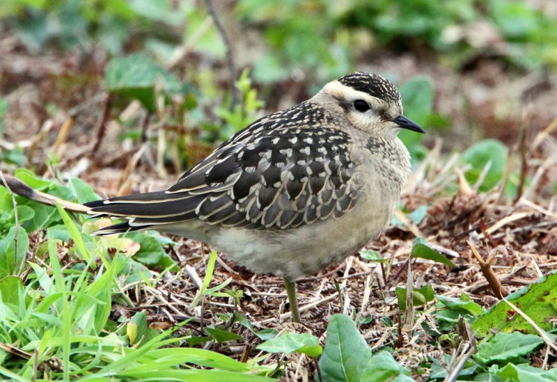 Dotterel