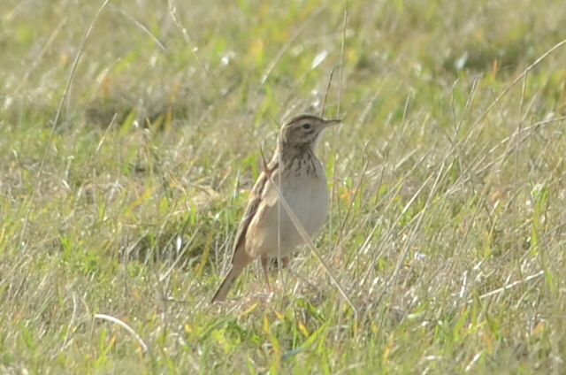 Richard's Pipit