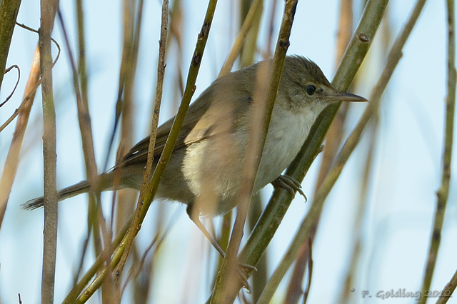 Blyth's Reed Warbler