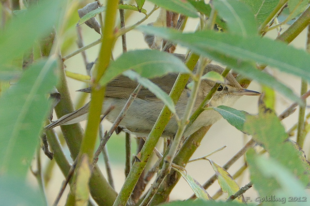 Blyth's Reed Warbler