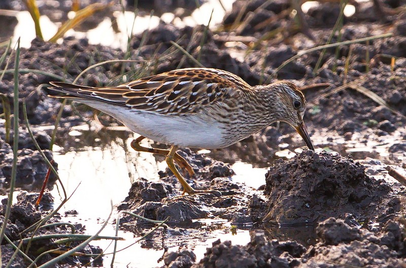 Pectoral Sandpiper