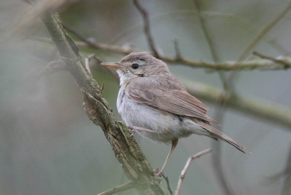 Booted Warbler