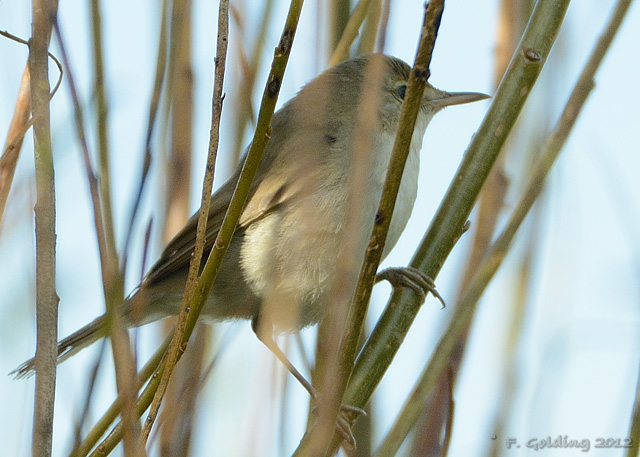Blyth's Reed Warbler