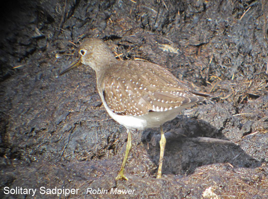 Solitary Sandpiper