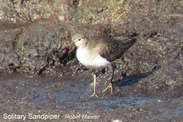 Solitary Sandpiper
