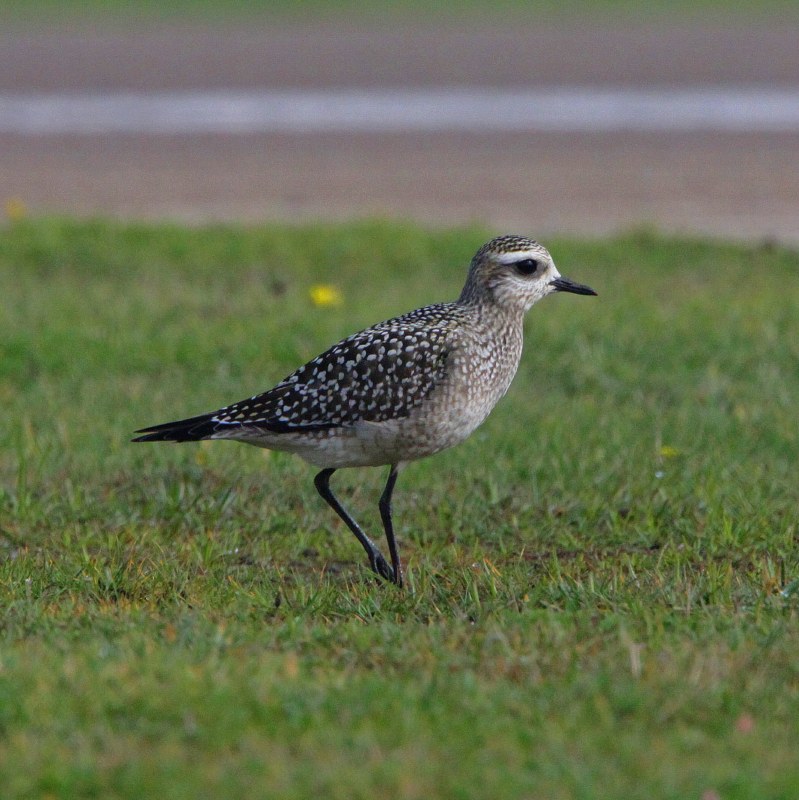 American Golden Plover