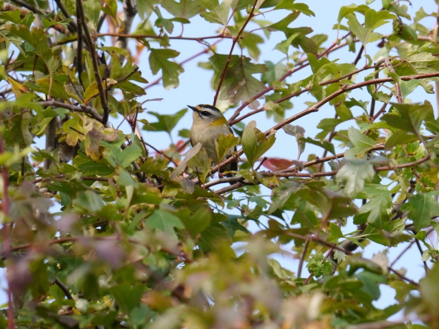 Firecrest