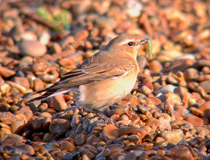 Wheatear