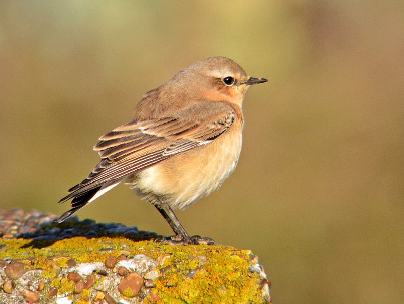 Wheatear