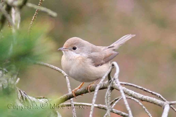 Subalpine Warbler