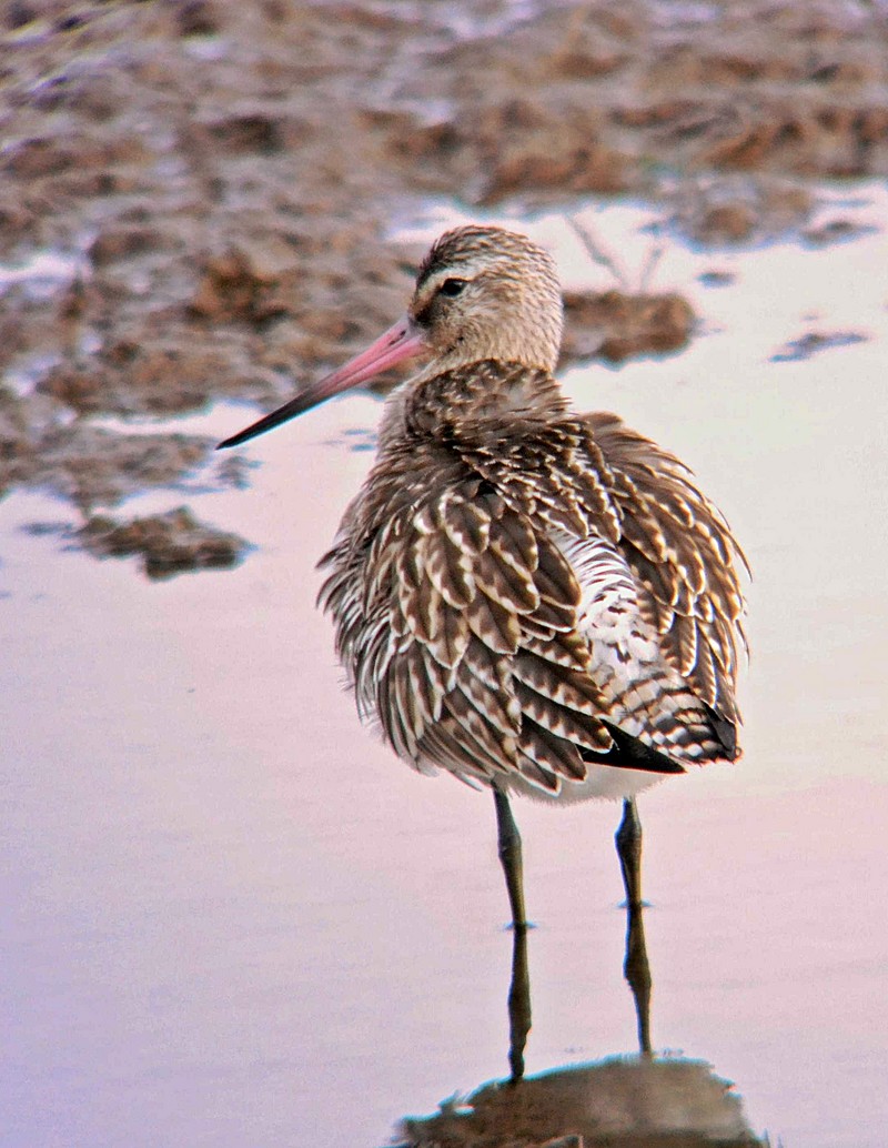 Bar-tailed Godwit