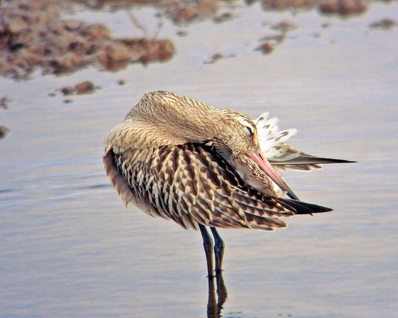 Bar-tailed Godwit
