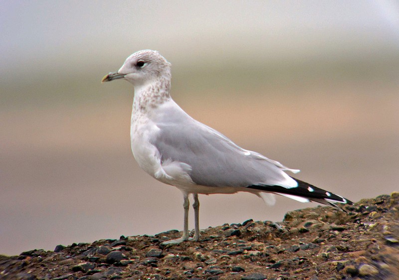 Common Gull