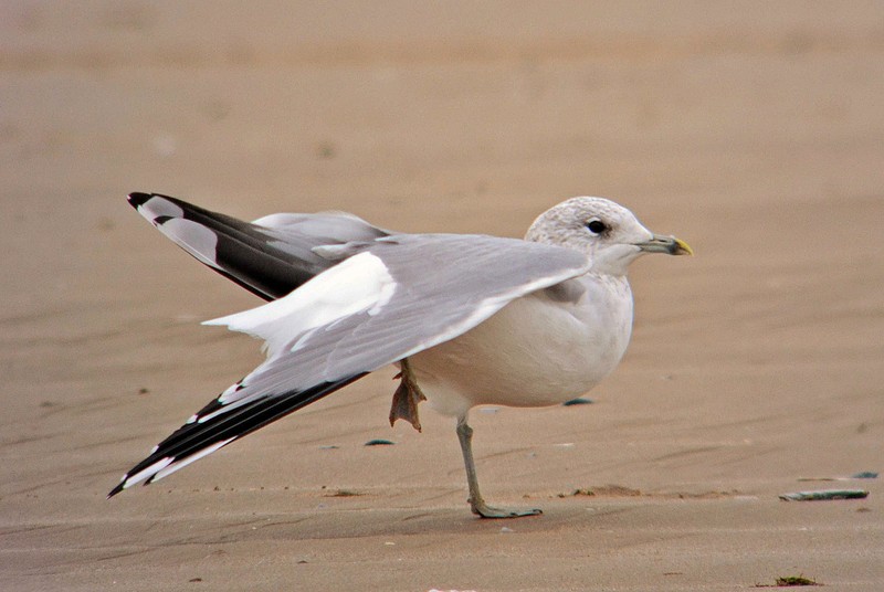 Common Gull