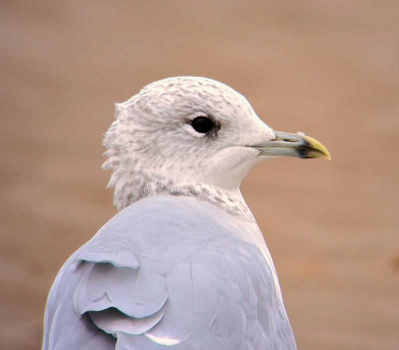 Common Gull