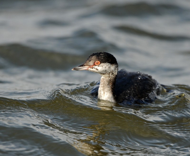 Slavonian Grebe