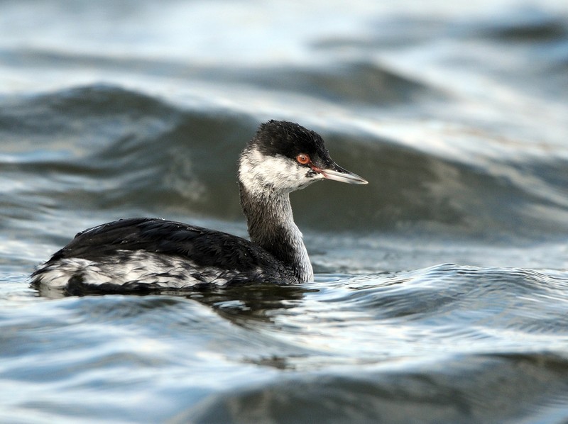 Slavonian Grebe