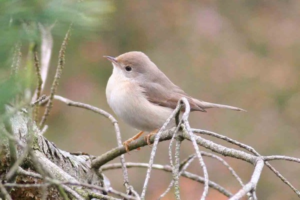 Subalpine Warbler