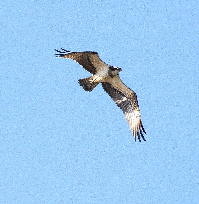 Osprey