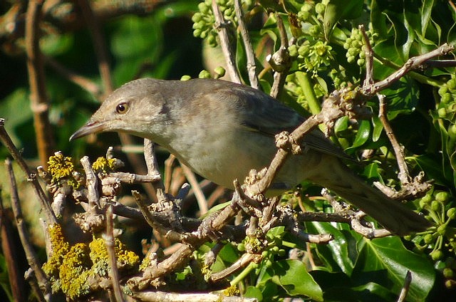 Barred Warbler