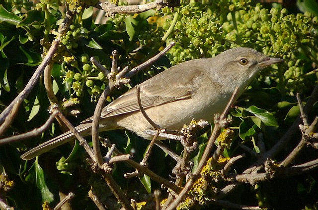 Barred Warbler