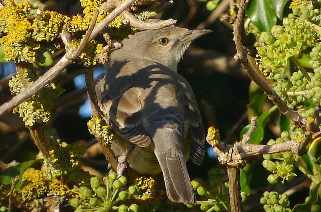 Barred Warbler