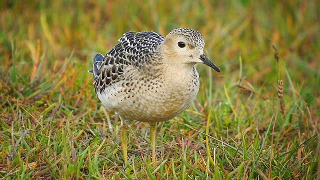 Buff-breasted Sandpiper
