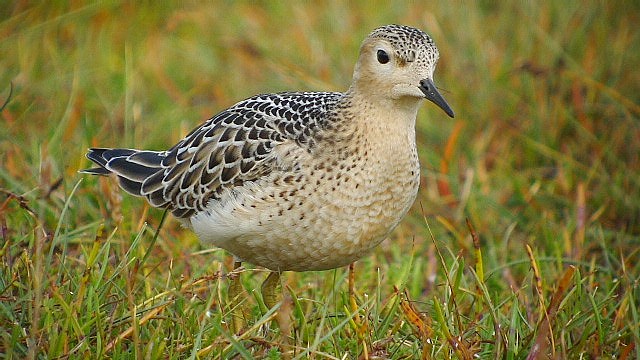Buff-breasted Sandpiper