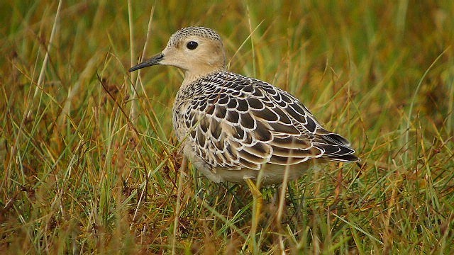 Buff-breasted Sandpiper