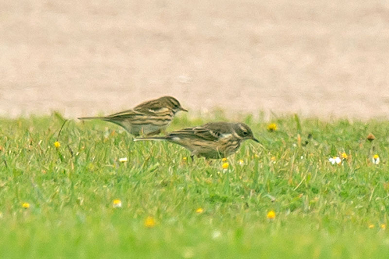 American Buff-bellied Pipit