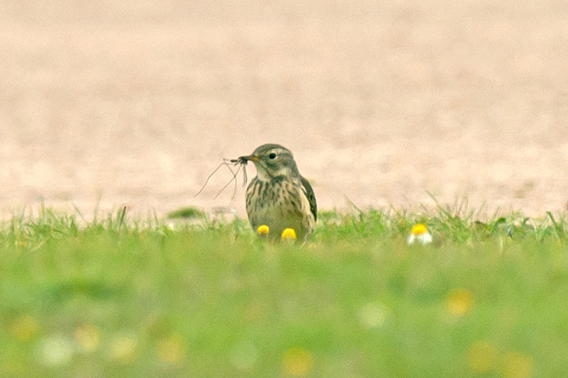 American Buff-bellied Pipit