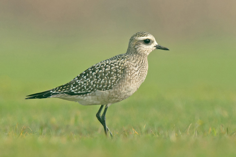 American Golden Plover