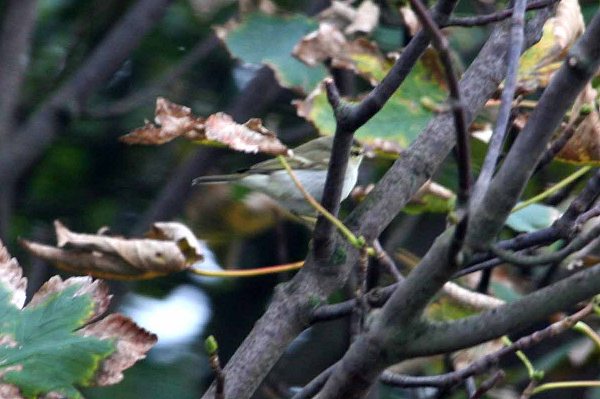 Two-barred Greenish Warbler