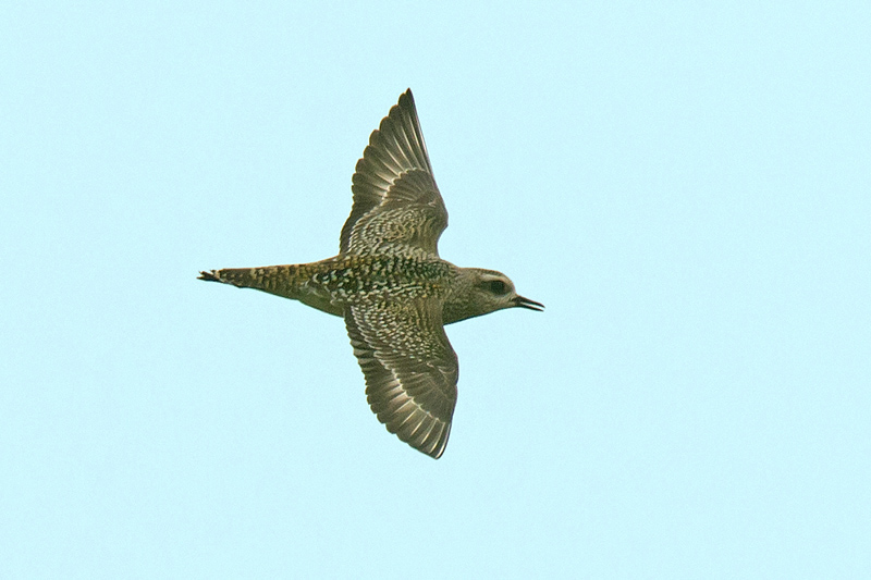 American Golden Plover