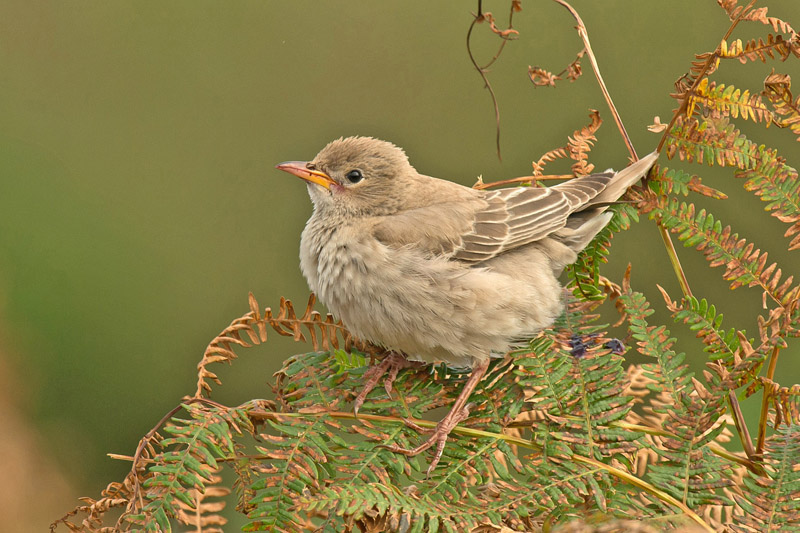 Rose-coloured Starling