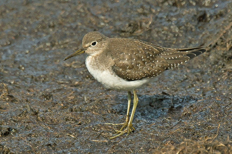 Solitary Sandpiper