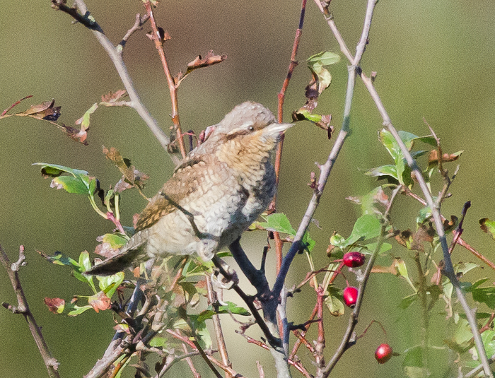 Wryneck