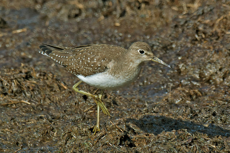 Solitary Sandpiper