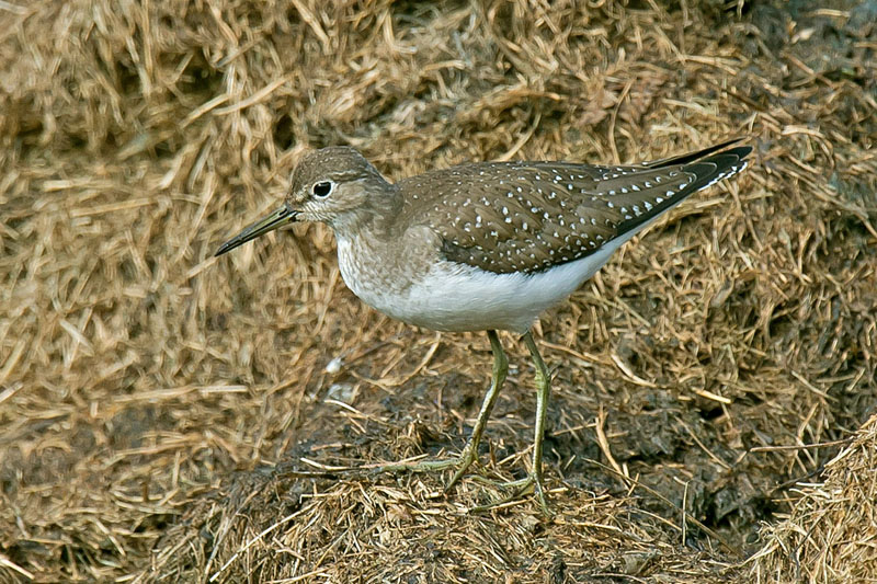 Solitary Sandpiper